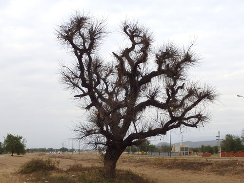 A wicked looking tree.